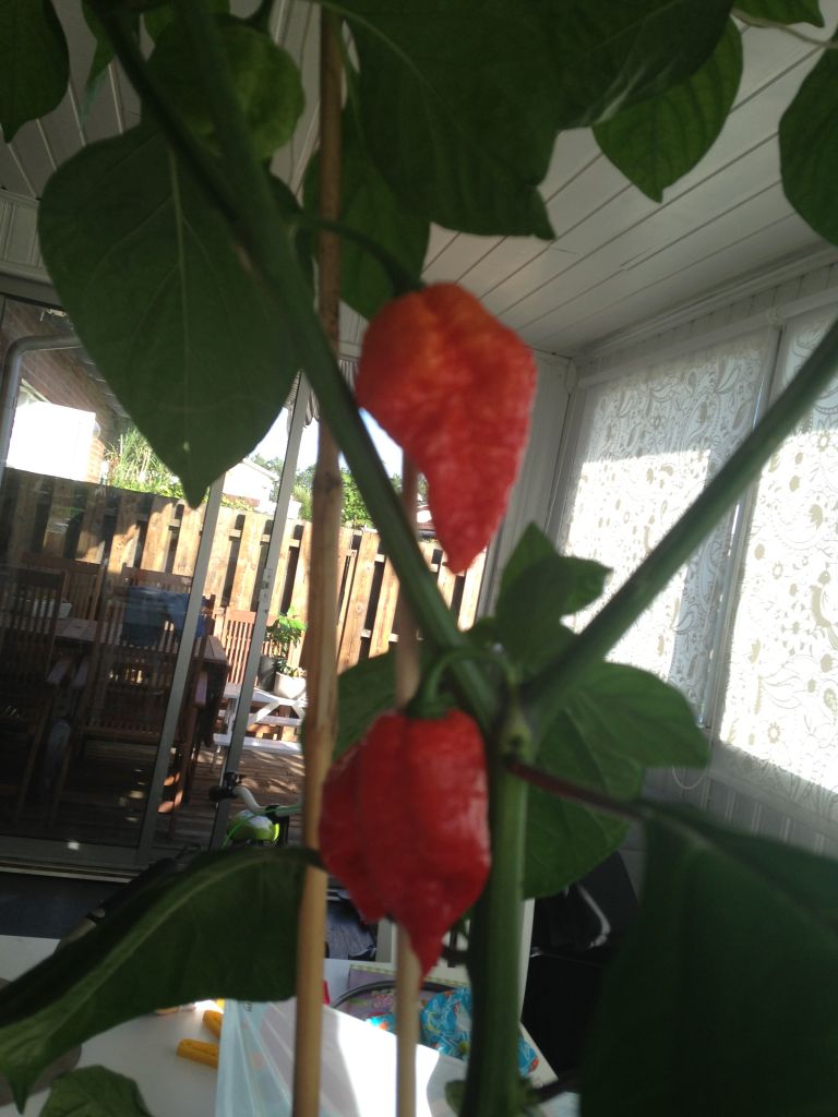 Trinidad Moruga Scorpion – Världens starkaste chili